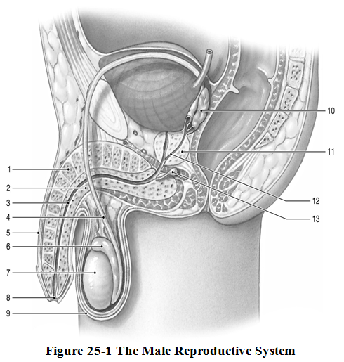 Anatomy & Physiology Quiz- (Respiratory, Renal, & Reproduction) - Quiz